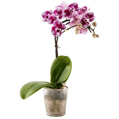 Орхидея в горшке "Пятнисто-фиолетовая"